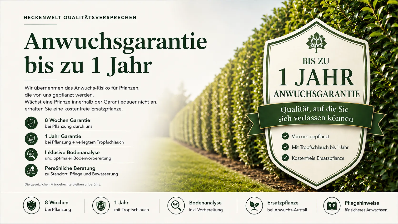 Heckenwelt Qualitätsversprechen: Anwuchsgarantie bis zu 1 Jahr. Acht Wochen Garantie bei Pflanzung durch uns, ein Jahr bei Pflanzung mit verlegtem Tropfschlauch, inklusive Bodenanalyse und persönlicher Beratung. Die gesetzlichen Mängelrechte bleiben unberührt.