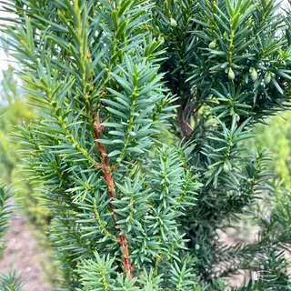 Becher-Eibe 'Hicksii' – Detail 1