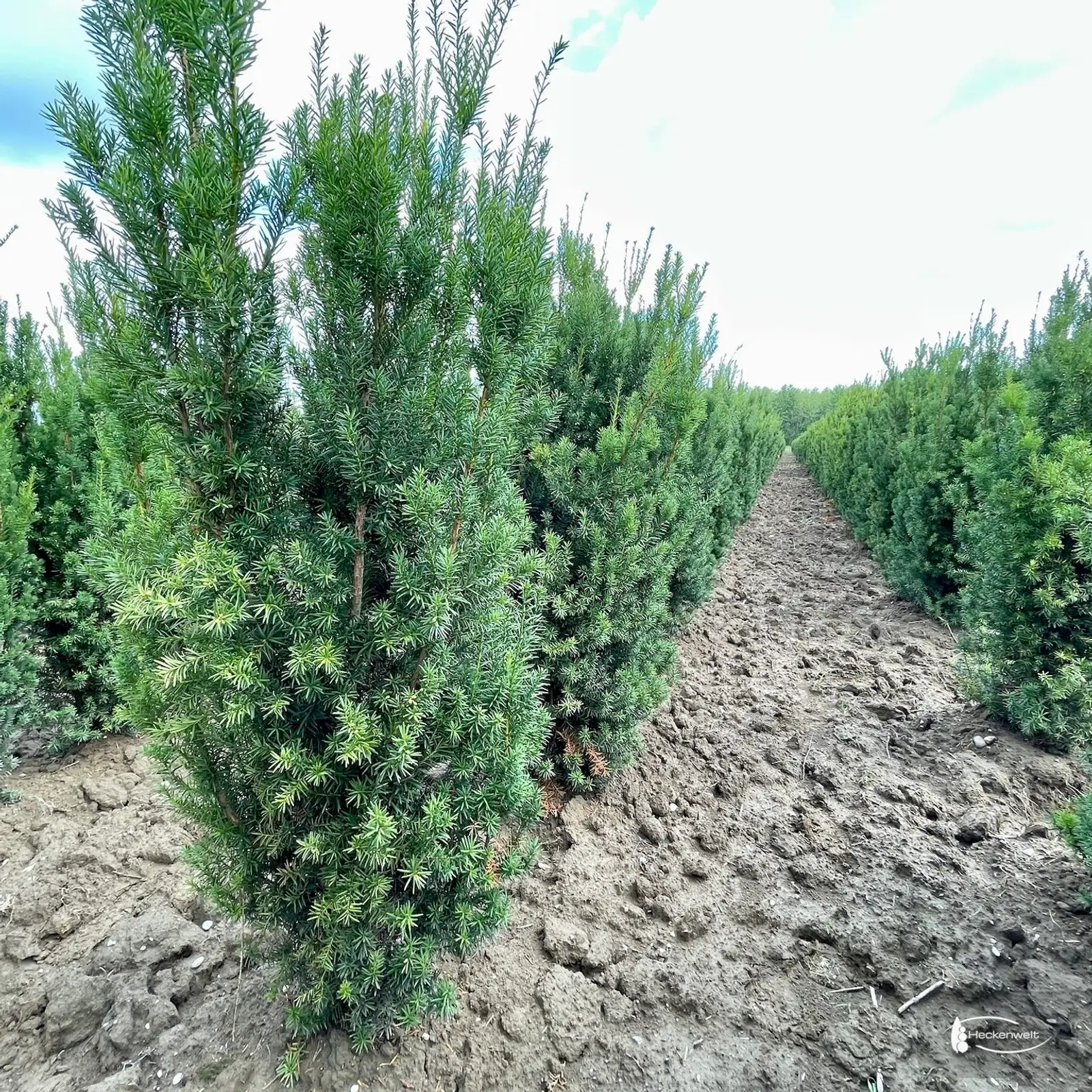 Schmal wachsende Becher-Eiben 'Hicksii' in Reihen auf dem Feld