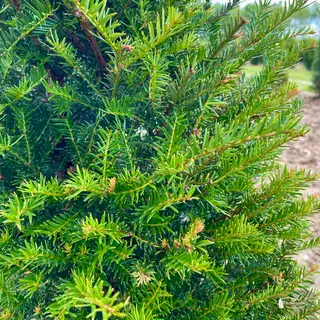 Gemeine Eibe – Detail 1