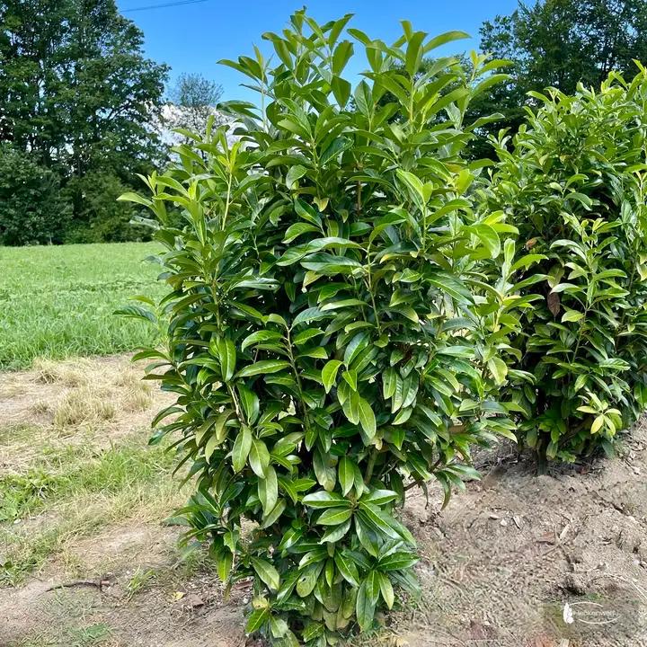Kirschlorbeer 'Genolia'