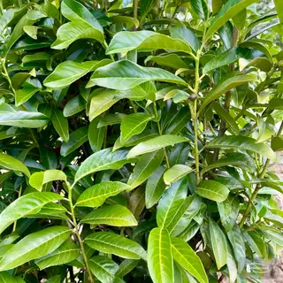 Kirschlorbeer 'Genolia' – Detail 1