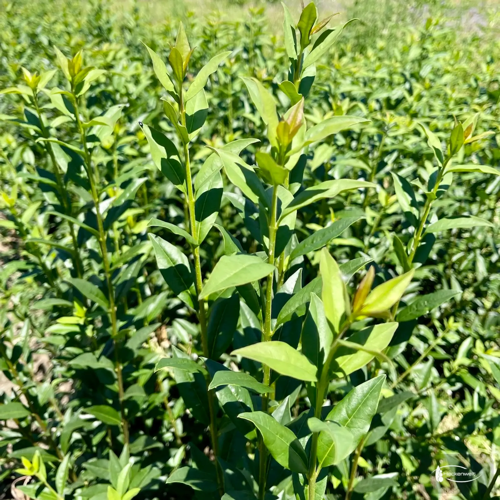 Frische Triebe einer Ligusterhecke aus der Nähe