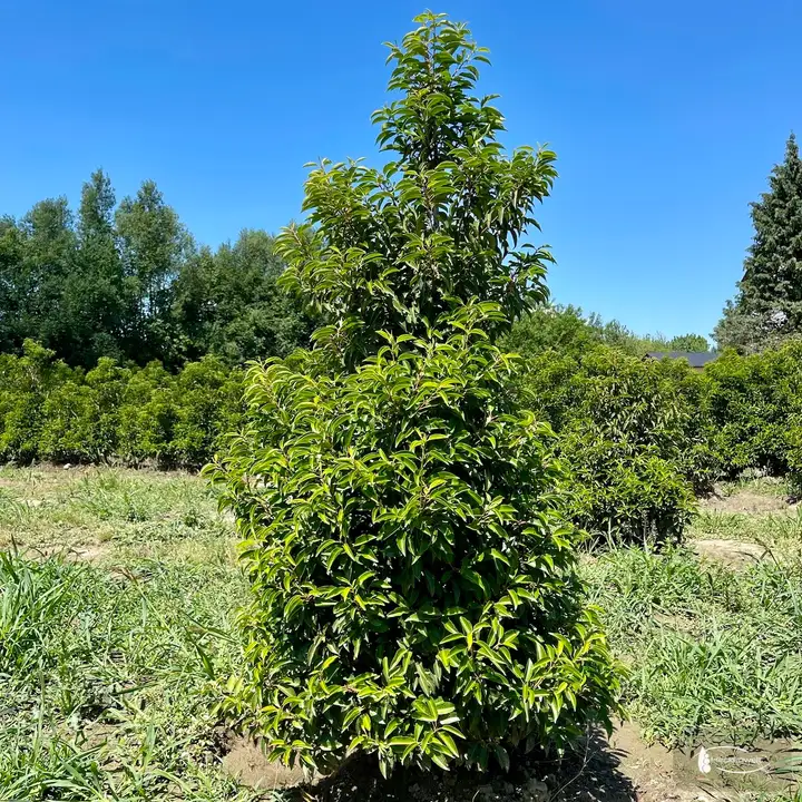 Portugies. Kirschlorbeer 'Angustifolia'