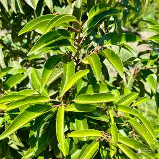 Portugies. Kirschlorbeer 'Angustifolia' – Detail 1