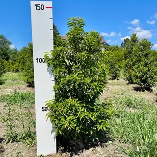 Portugies. Kirschlorbeer 'Angustifolia' – Detail 2