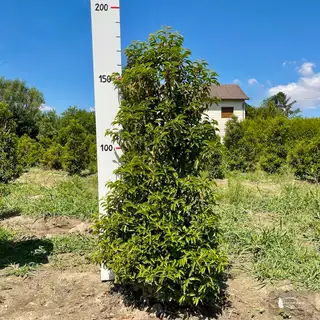 Portugies. Kirschlorbeer 'Angustifolia' – Detail 3