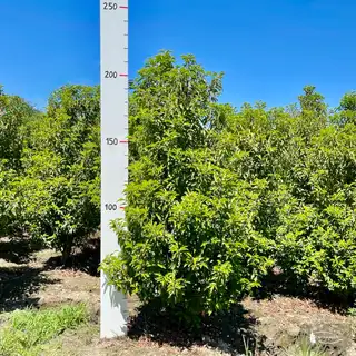 Portugies. Kirschlorbeer 'Angustifolia' – Detail 5