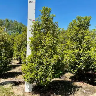 Portugies. Kirschlorbeer 'Angustifolia' – Detail 6