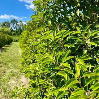 Portugies. Kirschlorbeer 'Angustifolia' – Detail 7