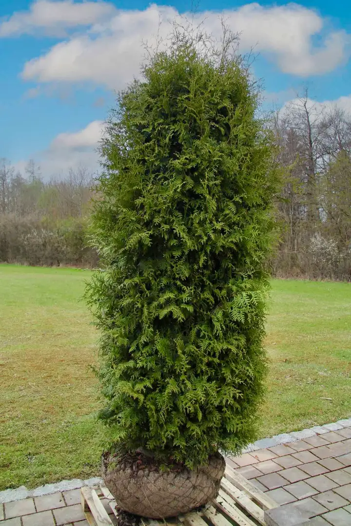 Thuja 'Brabant'