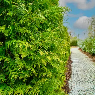 Thuja 'Brabant' – Detail 1