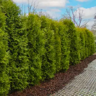 Thuja 'Brabant' – Detail 2