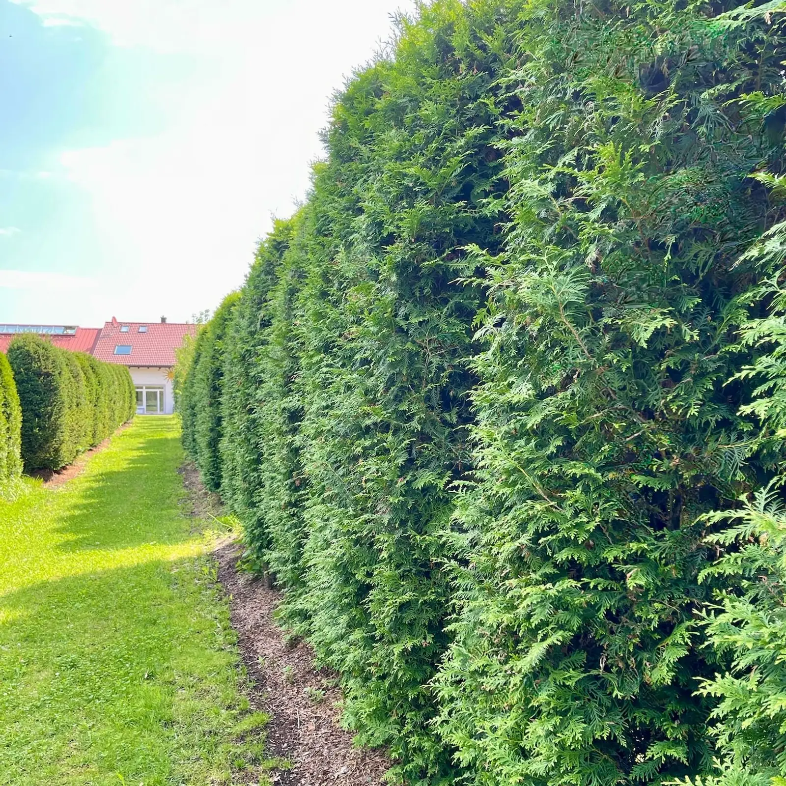 Hohe, blickdichte Thuja-Brabant-Hecke entlang eines Grundstücks