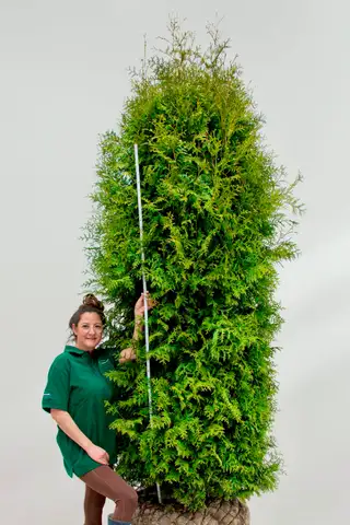 Thuja 'Brabant' – Detail 4