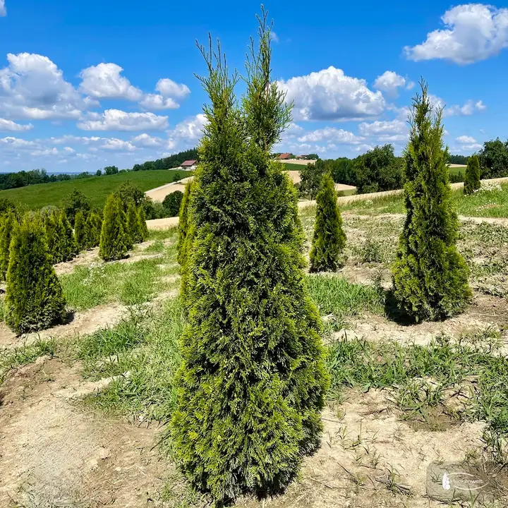 Thuja 'Smaragd'