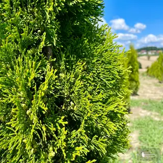 Thuja 'Smaragd' – Detail 1