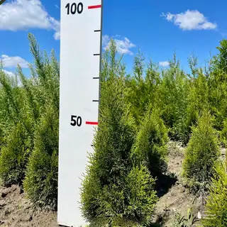 Thuja 'Smaragd' – Detail 2