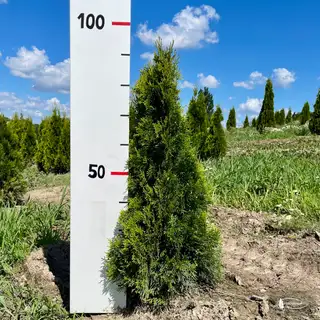 Thuja 'Smaragd' – Detail 3