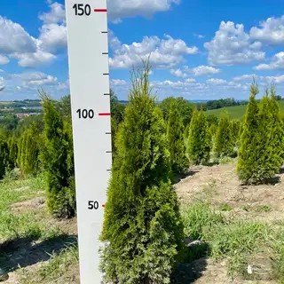 Thuja 'Smaragd' – Detail 4
