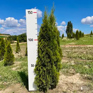 Thuja 'Smaragd' – Detail 5