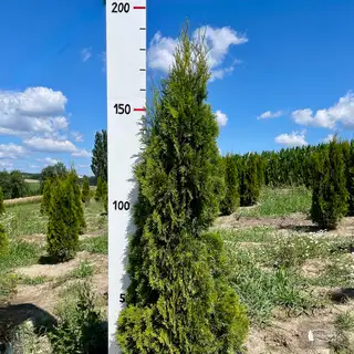 Thuja 'Smaragd' – Detail 6