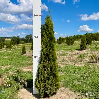 Thuja 'Smaragd' – Detail 7
