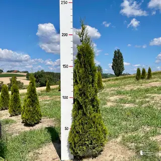 Thuja 'Smaragd' – Detail 8