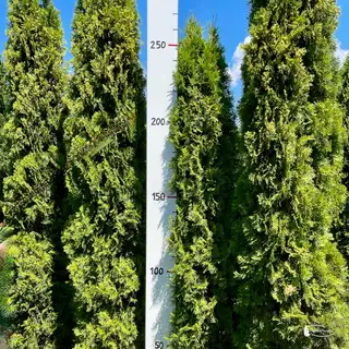 Thuja 'Smaragd' – Detail 9