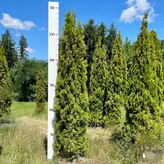 Thuja 'Smaragd' – Detail 10