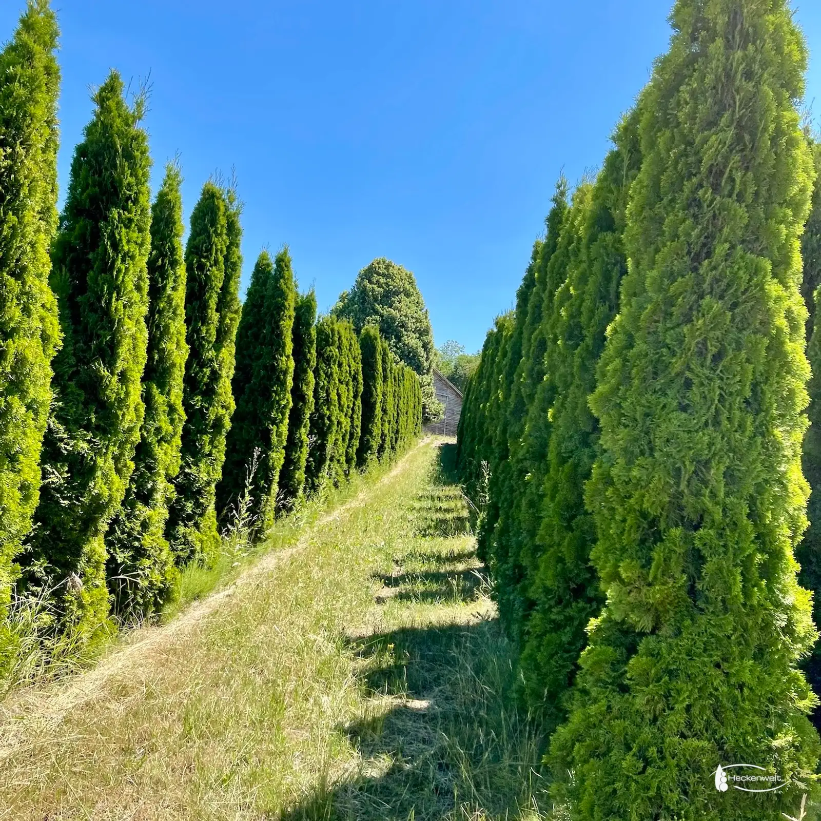 Reihen hoher Thuja Smaragd in der Baumschule am Ammersee