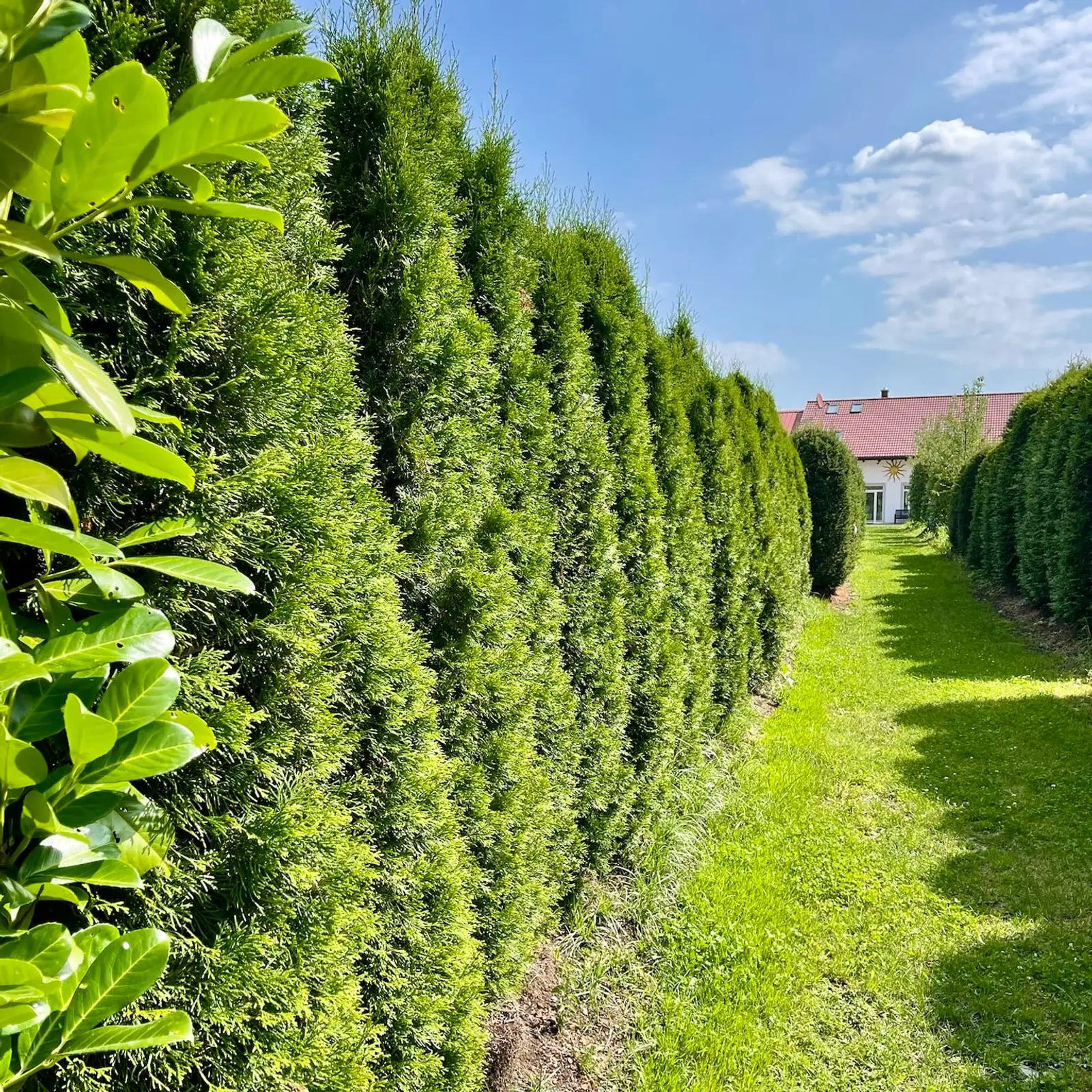 Hohe, blickdichte Thuja-Smaragd-Hecke an einem Wohnhaus