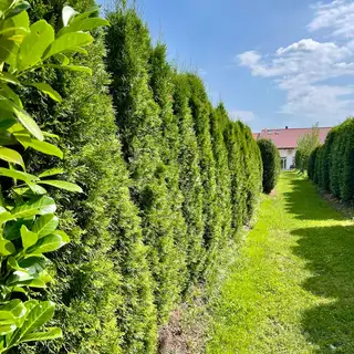 Thuja 'Smaragd' – Detail 12