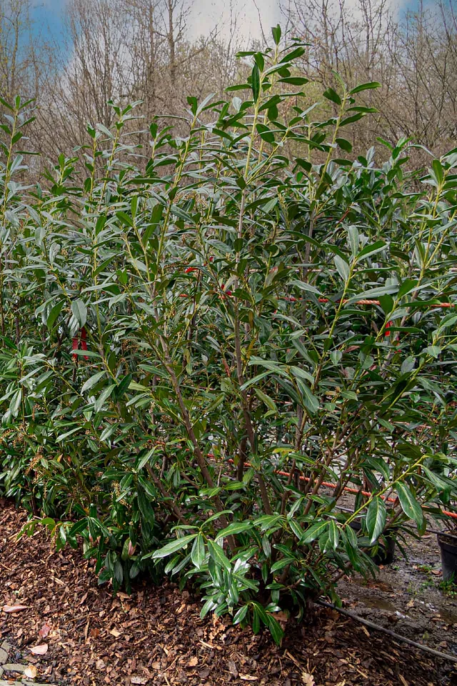Kirschloorbeer Caucaica ab 175 cm