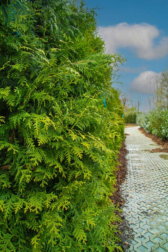 Nahaufnahme der Thuja 'Brabant' Hecke