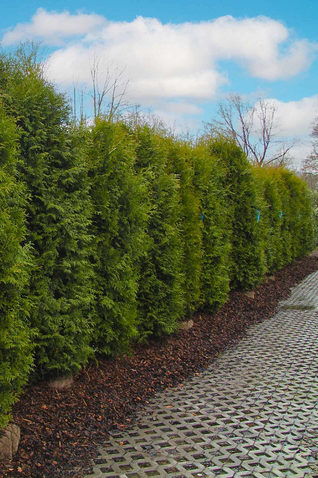 Thuja 'Brabant' - der Klassiker für Ihr Zuhause