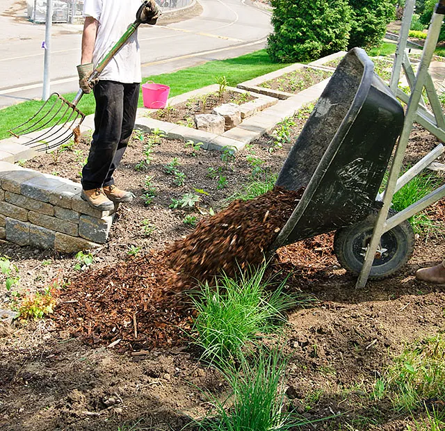 Mulch wird verteilt