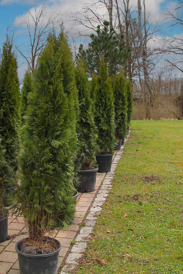Thuja 'Smaragd' - ein Juwel für Ihren Garten