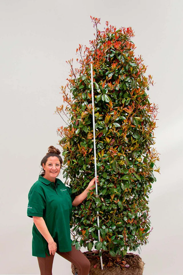 Glanzmispel Red Robin ab 225 cm, Heckenwelt Baumschule