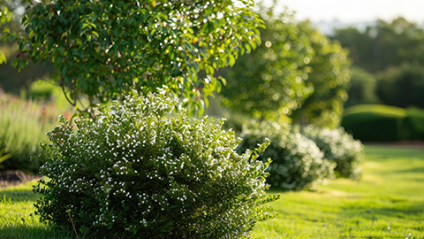 Hecken-Sortiment: Sträucher und mehr