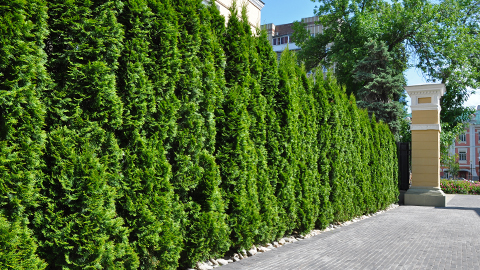 Hecken-Sortiment: Thujen