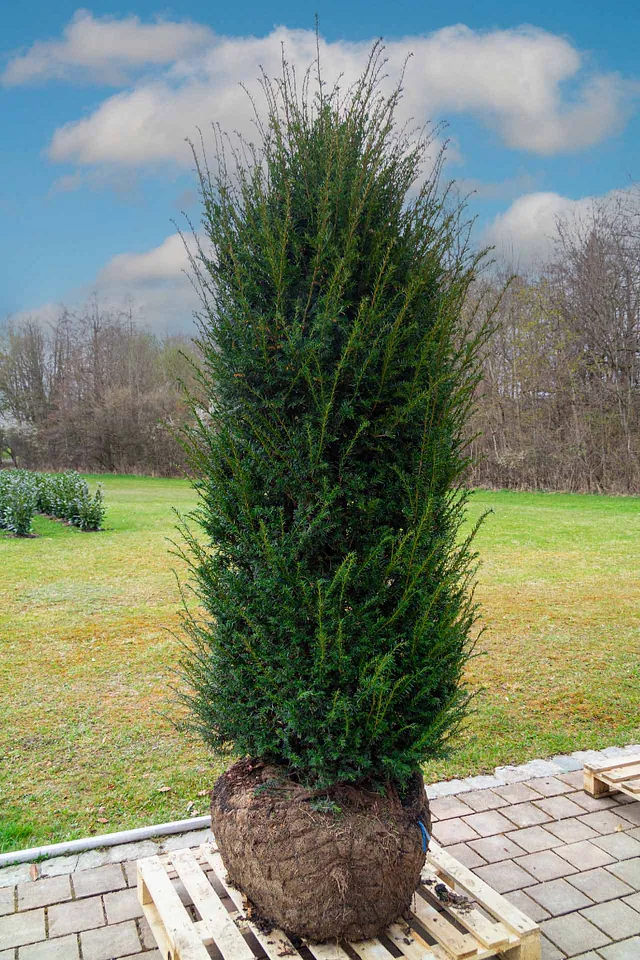 Eibe mit einer Pflanzengröße von 200 cm