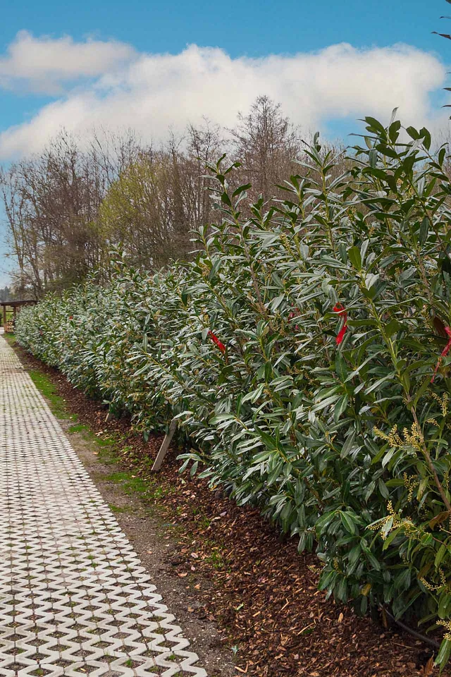 Kirschloorbeer Caucaica ab 175 cm