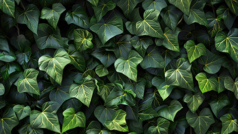 Hecken-Sortiment: Efeu