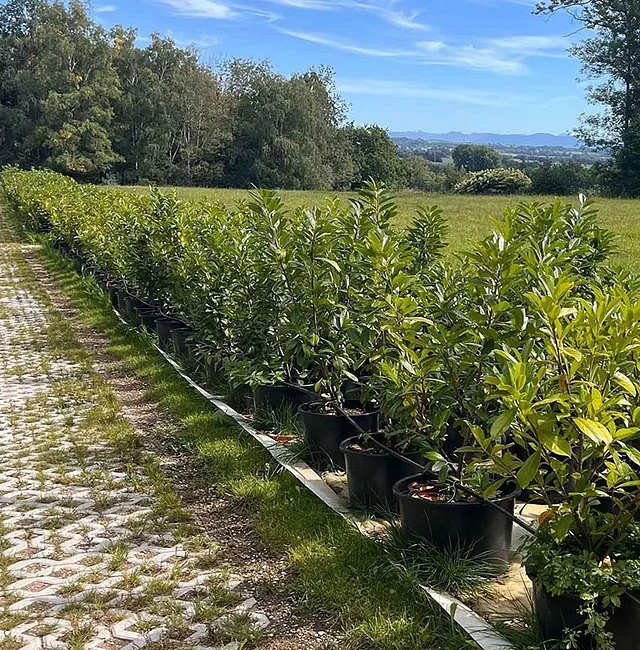 Prunus laurocerasus / Kirschlorbeer „Caucasica“ im Topf