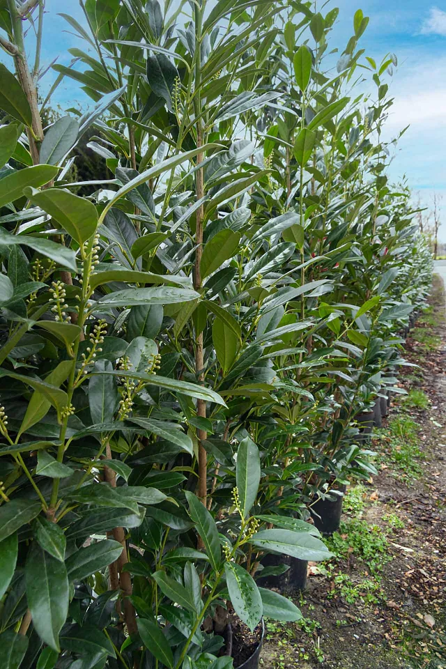 Kirschlorbeer Elly ab 175 cm Blüten