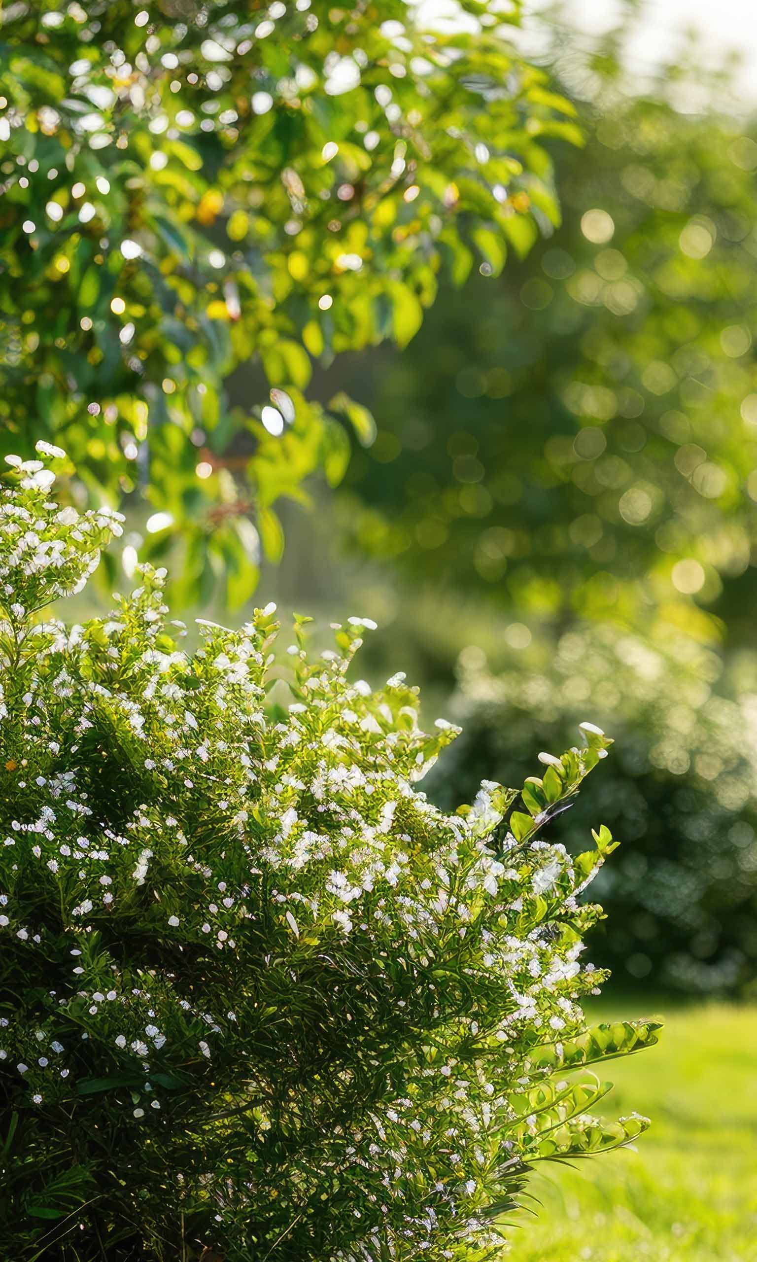 Fertighecken und Heckenelemente