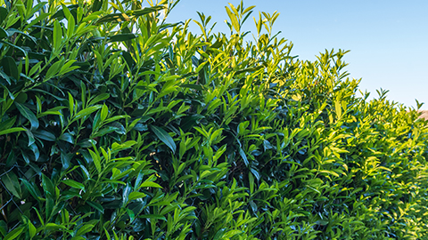 Hecken-Sortiment: Kirschlorbeer