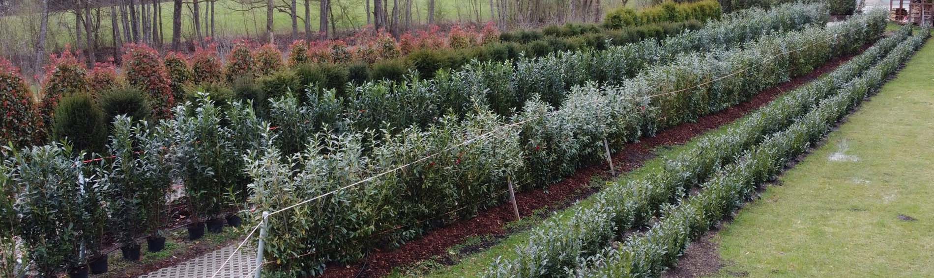 Hohe Hecken aus lokaler Aufzucht