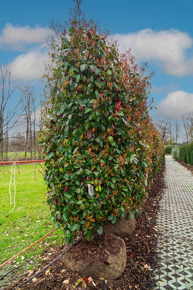 Glanzmispel Red Robin ab 225 cm